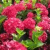 Hydrangea Magical® Ruby Red -Park Seed® Shop 38301