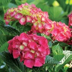 Hydrangea Magical® Ruby Red -Park Seed® Shop 38301 1