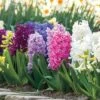 Border Mix Hyacinth Bulbs -Park Seed® Shop 38372 PK 10