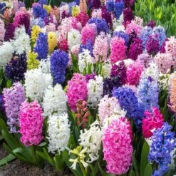 Border Mix Hyacinth Bulbs -Park Seed® Shop 38372 PK 10 2