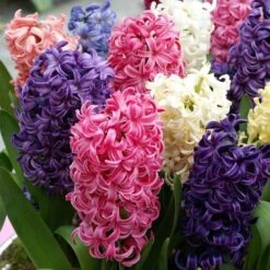 Border Mix Hyacinth Bulbs -Park Seed® Shop 38372 PK 10 3