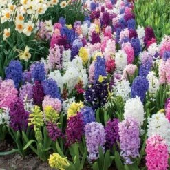 Border Mix Hyacinth Bulbs -Park Seed® Shop 38372 PK 10 4