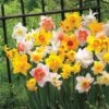 All Spring Mix Daffodil Bulbs 2 All Spring Mix Daffodil Bulbs -Park Seed® Shop 38373 pk 10