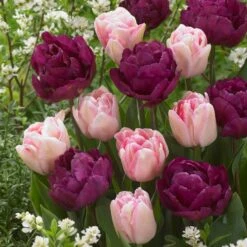 Ballroom Blossoms Mix Tulip Bulbs