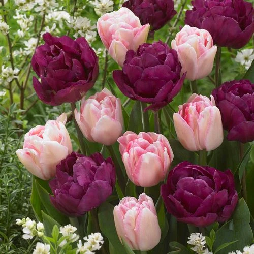 Ballroom Blossoms Mix Tulip Bulbs 3 Ballroom Blossoms Mix Tulip Bulbs