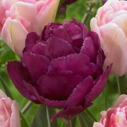 Ballroom Blossoms Mix Tulip Bulbs 7 Ballroom Blossoms Mix Tulip Bulbs -Park Seed® Shop 38377 PK 10 2
