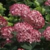 Hydrangea Invincibelle® Ruby Smooth Hydrangea -Park Seed® Shop 38743