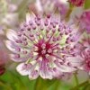 Astrantia Sparkling Stars Pink