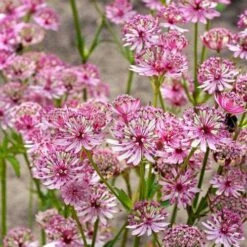 Astrantia Sparkling Stars Pink -Park Seed® Shop 39533 2