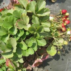 Fragaria 'Eclair' Strawberry -Park Seed® Shop 39621 PK 20 2