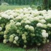 Hydrangea Invincibelle Limetta® Smooth Hydrangea -Park Seed® Shop 39733