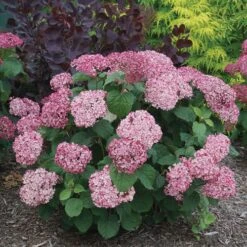 Hydrangea Invincibelle Mini Mauvette® Smooth Hydrangea