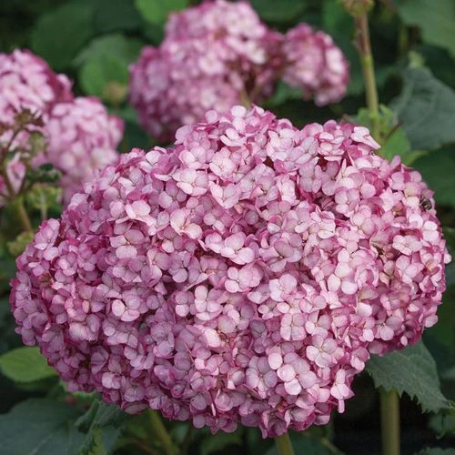 Hydrangea Invincibelle Mini Mauvette® Smooth Hydrangea 4 Hydrangea Invincibelle Mini Mauvette® Smooth Hydrangea - Image 2