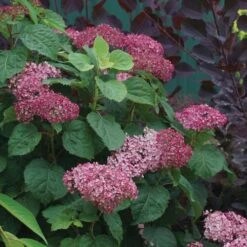 Hydrangea Invincibelle Mini Mauvette® Smooth Hydrangea 9 Hydrangea Invincibelle Mini Mauvette® Smooth Hydrangea -Park Seed® Shop 39734 2