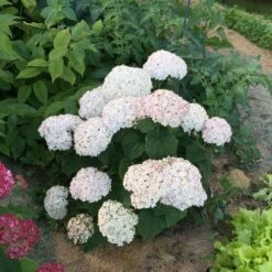 Invincibelle Wee White® Hydrangea -Park Seed® Shop 39735 5