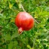 Punica Crimson Sky™ Pomegranate -Park Seed® Shop 39773
