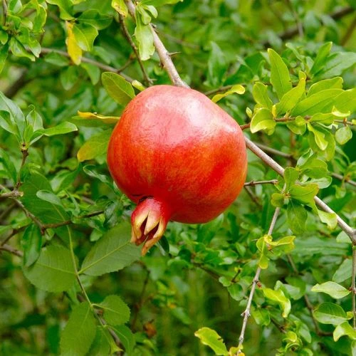 Punica Crimson Sky™ Pomegranate 3 Punica Crimson Sky™ Pomegranate