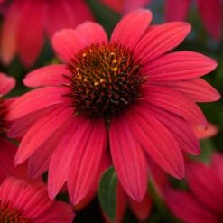 Sombrero® Baja Burgundy Coneflower