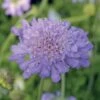 Butterfly Blue Pincushion Flower