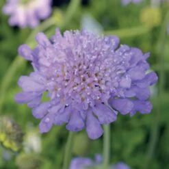 Butterfly Blue Pincushion Flower