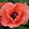 'Double Pleasure' Oriental Poppy -Park Seed® Shop 40133
