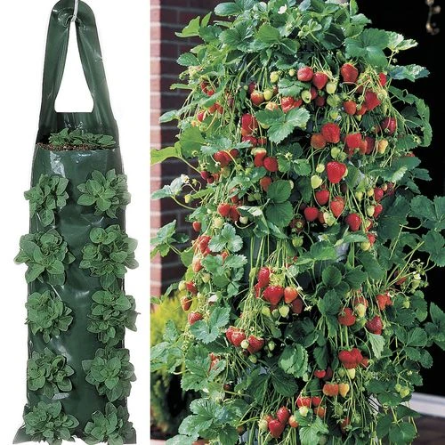 Park's Whopper Strawberry Plants & 2 Growin' Bags 3 Park's Whopper Strawberry Plants & 2 Growin' Bags