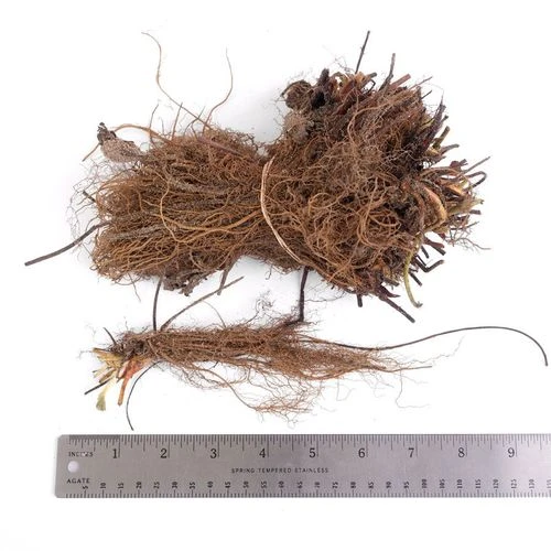 Park's Whopper Strawberry Plants & 2 Growin' Bags 4 Park's Whopper Strawberry Plants & 2 Growin' Bags - Image 2