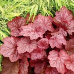 Heuchera 'Georgia Peach'