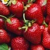 Fragaria 'Allstar' Strawberry