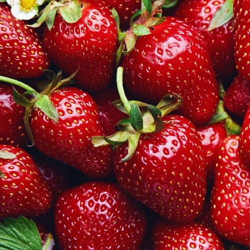 Fragaria 'Allstar' Strawberry 3 Fragaria 'Allstar' Strawberry