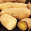 White Yam Sweet Potato Slips