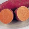 'Beauregard' Sweet Potato Slips -Park Seed® Shop 43752 pk 25