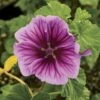 Zebrina Hollyhock Mallow -Park Seed® Shop 43931
