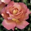 'Chicago Peace' Hybrid Tea Rose -Park Seed® Shop 45006