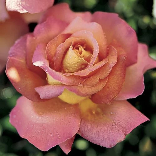 'Chicago Peace' Hybrid Tea Rose 3 'Chicago Peace' Hybrid Tea Rose