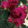 Intrigue Floribunda Rose -Park Seed® Shop 45733