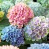 Everlasting™ Revolution Hydrangea -Park Seed® Shop 47825