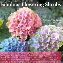 Everlasting™ Revolution Hydrangea -Park Seed® Shop 47825 4