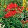 Crocosmia 'Lucifer' Falling Stars Bulbs 1 Crocosmia 'Lucifer' Falling Stars Bulbs -Park Seed® Shop 48038 PK 10