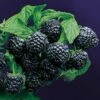 Rubus 'Jewel' Raspberry 1 Rubus 'Jewel' Raspberry -Park Seed® Shop 48676 pk 3