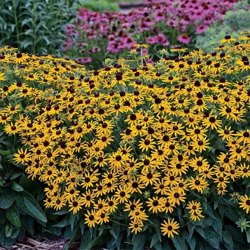 Rudbeckia 'Little Goldstar' 4 Rudbeckia 'Little Goldstar' - Image 2