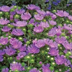 'Peachie's Pick' Stokes Aster