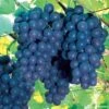 Vitis 'Concord' Grape -Park Seed® Shop 49823 pk 3