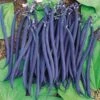 Dwarf Velour French Bush Bean Seeds 2 Dwarf Velour French Bush Bean Seeds -Park Seed® Shop 5018