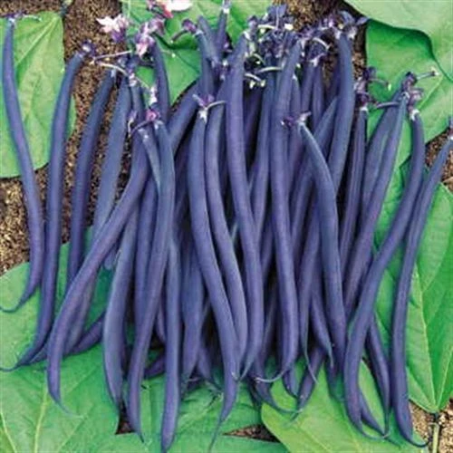 Dwarf Velour French Bush Bean Seeds 3 Dwarf Velour French Bush Bean Seeds