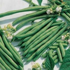 Kentucky Blue Pole Bean Seeds -Park Seed® Shop 5032