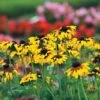 'Kelvedon Star' Rudbeckia Seeds -Park Seed® Shop 51019 pk p1