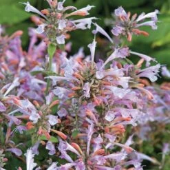 Arizona™ Sunset Hummingbird Mint Seeds -Park Seed® Shop 51021 PK P1 3