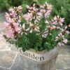 Arizona™ Sunset Hummingbird Mint Seeds -Park Seed® Shop 51021 pk p1