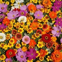 Monarch Butterfly Wildflower Mix Seeds -Park Seed® Shop 51089 PK P1 2